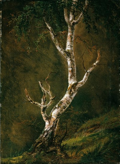 Estudio de un abedul de Caspar David Friedrich